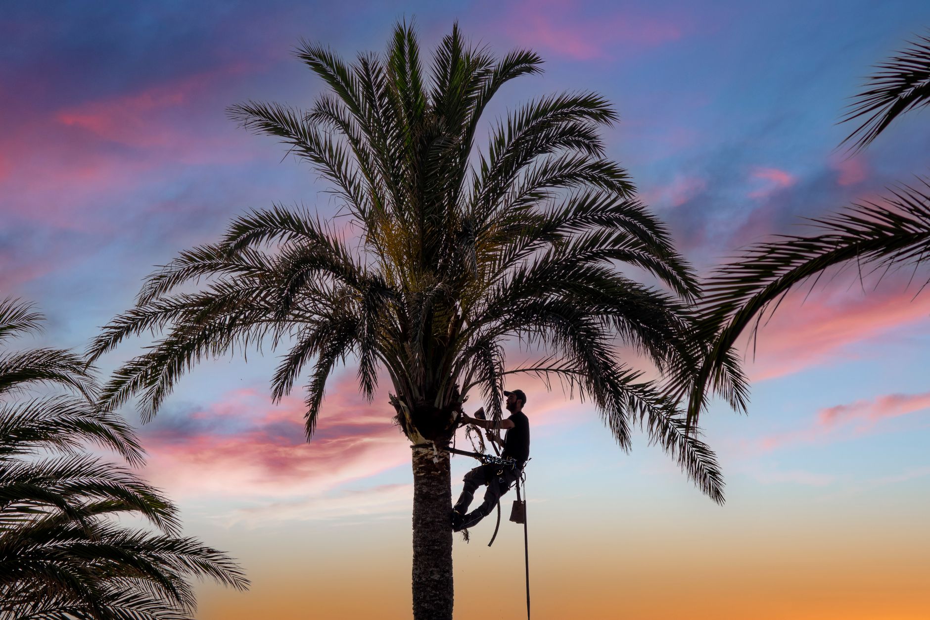 Epic trimming a tree